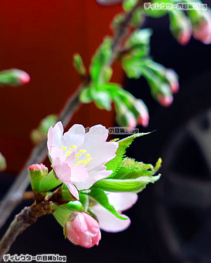 我が家の桜の鉢植え　大南殿
